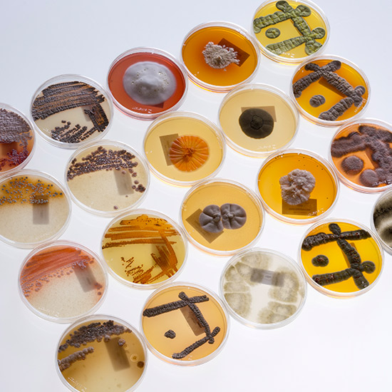 Screening Libraries Natural Products Libraries AnalytiCon Discovery